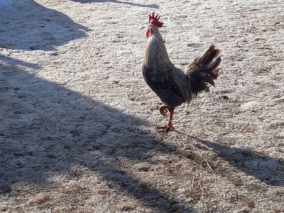 Oua pentru incubat de rasă Italieni (leghorn)