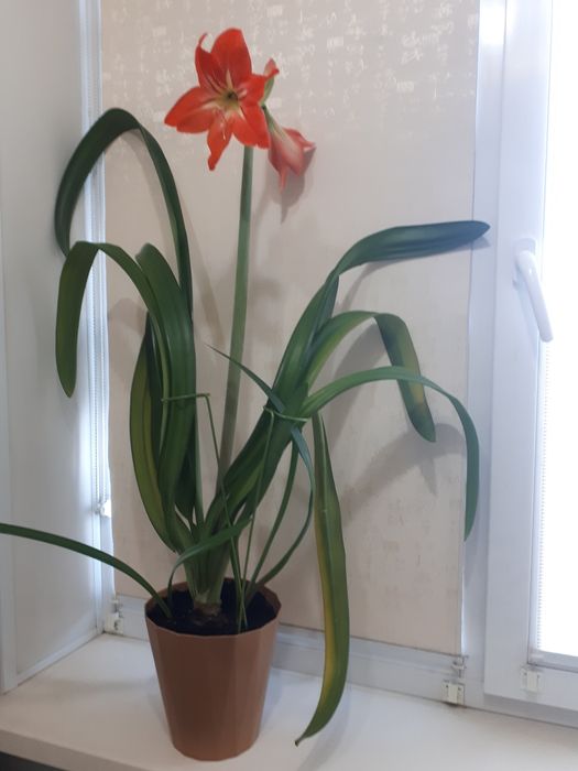 Комнатные цветы гиппеаструм (амариллис)