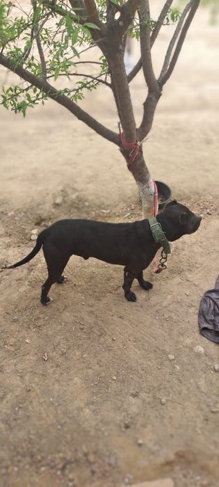 Пит собака 1.5 года