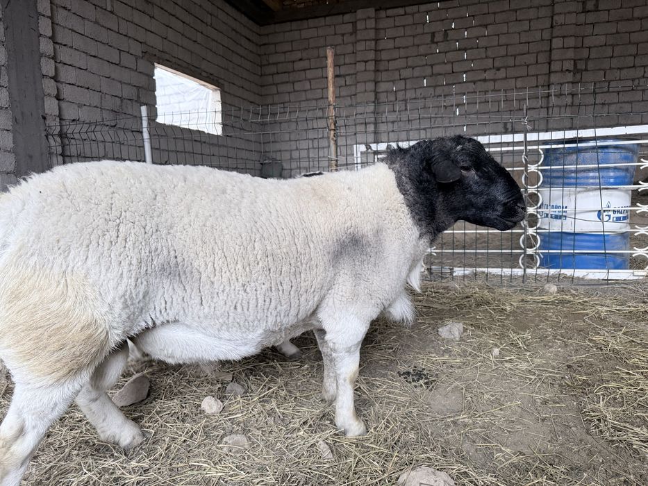 Дорпер кучкор сотилади