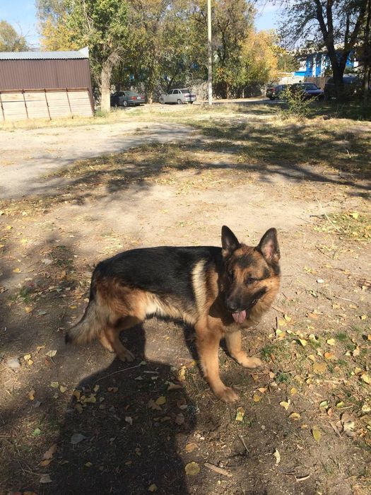 Вязка Собак Немецкая овчарка