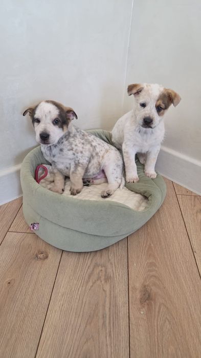 Мальчики и девочки сторожа и охраники