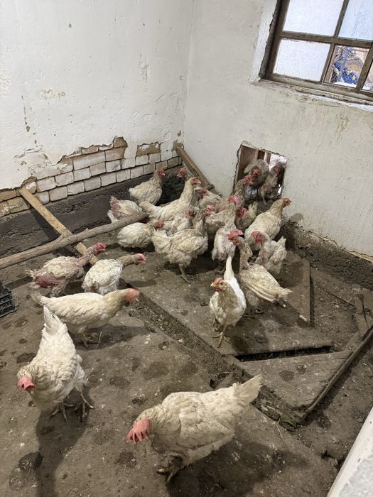 Продам   курицу.
