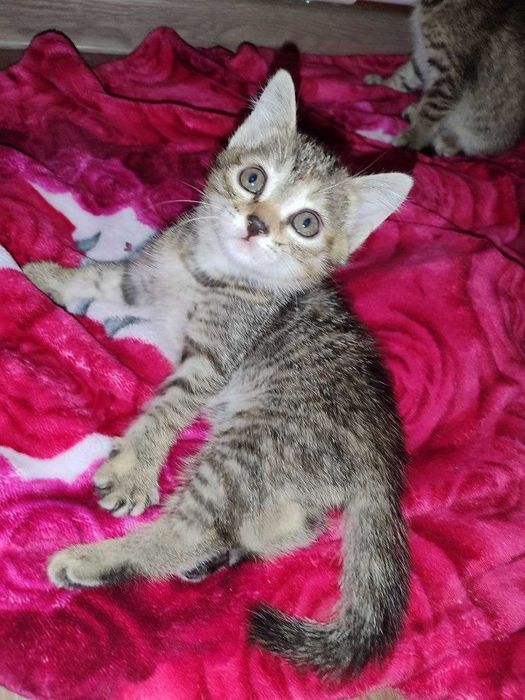 Отдам милых котят