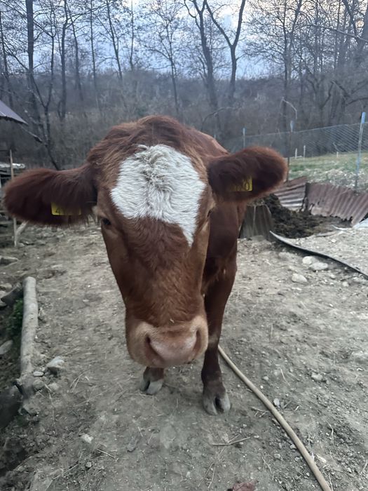 De vânzare Vacă Angus