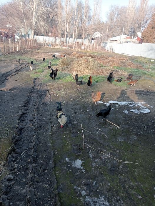 Продам карликовых курей