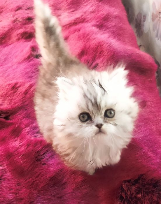 Шотландский котёнок