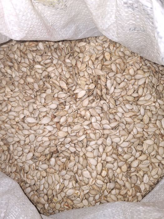 Muskat va gantel oshqovoq urug'lari sotiladi (kafolati bilan)