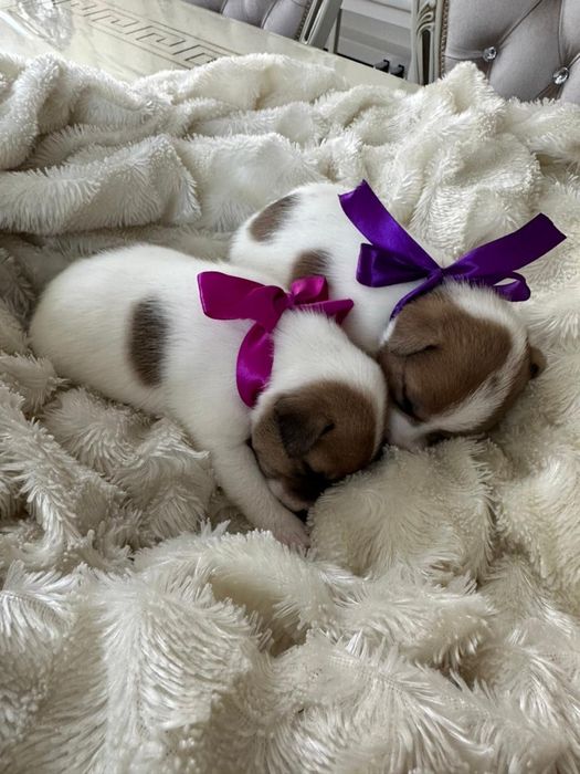 Джек-Рассел-Терьер щенки