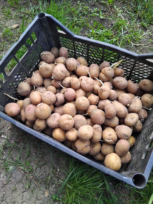 Картошка для посадки, проросшая.