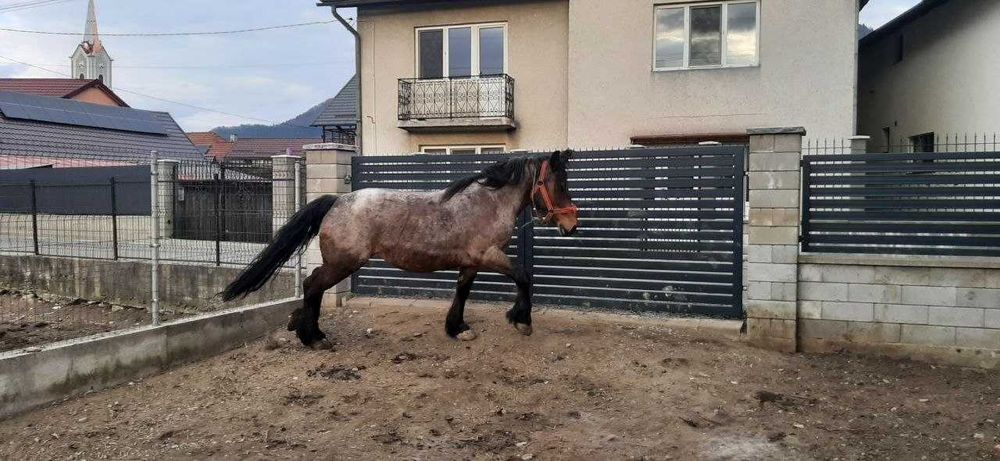 Vand iapa foarte blanda
