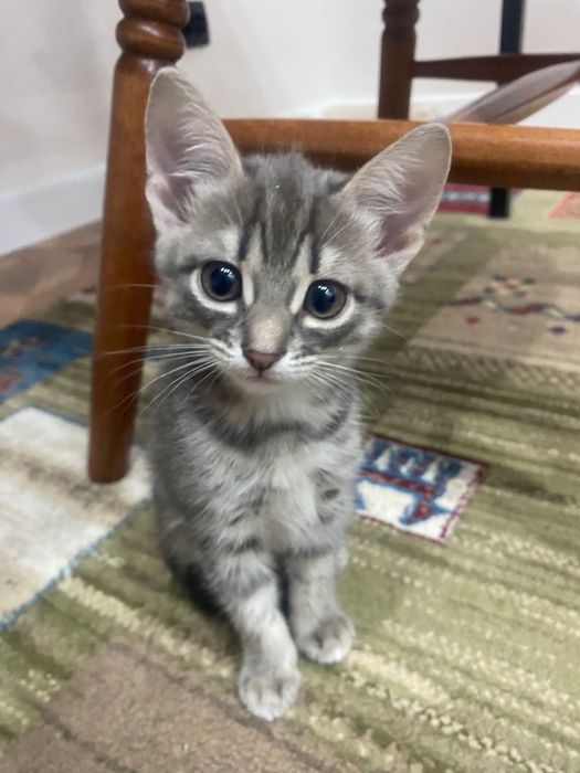 Отдам котят в добрые руки