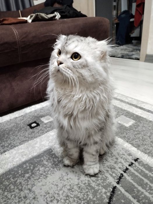 Продаю пушистиков шотландцев