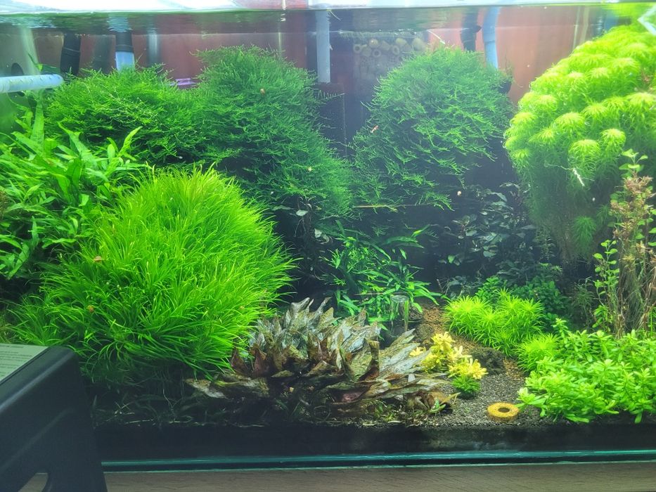 Plante de Acvariu