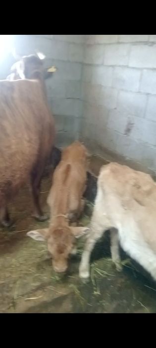 Бузаулы сутты сиырлар