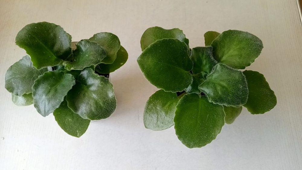 Детки фиалки AB-"Сердце матери"