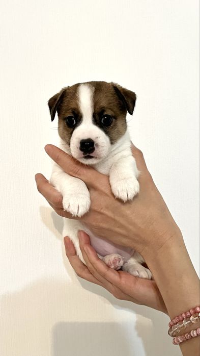 Джек рассел щенок СКК, FCI