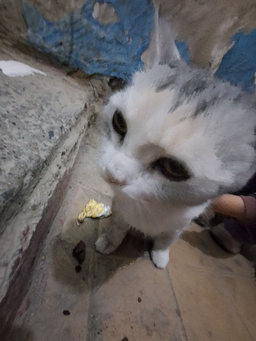 Нашли кошку  бездом