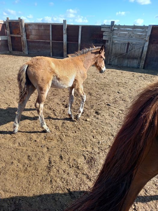 семіз Жабағы сатылады