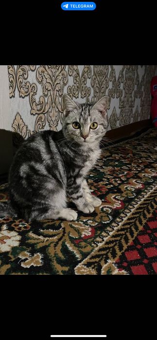 Шотландский кот бесплатно