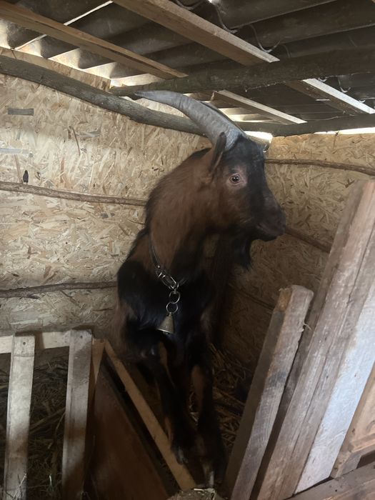 Vând țap Alpin FRANCEZ, varsta 1 an si 2 luni