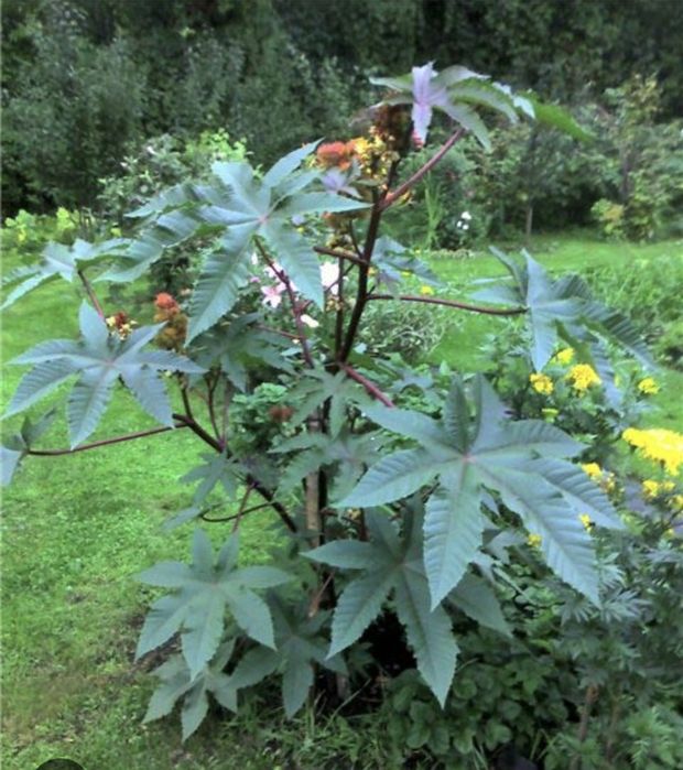 Продам рассаду декоративной пальмы.
В наличии рассада декоративной