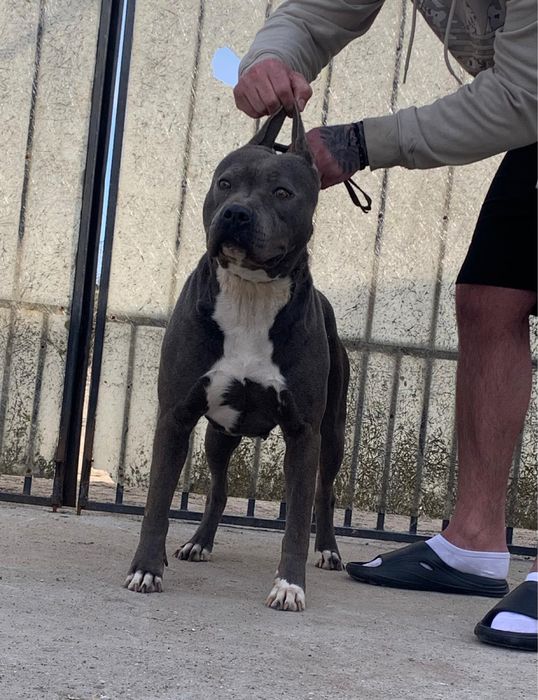 Femela amstaff blue