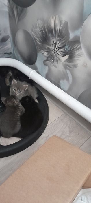 Кому надо  котят