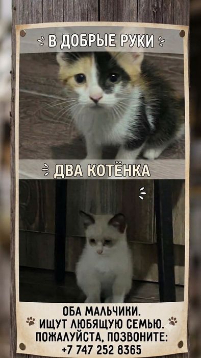 Очень ласковые кошки