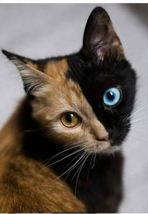 Кошка окраса Химера