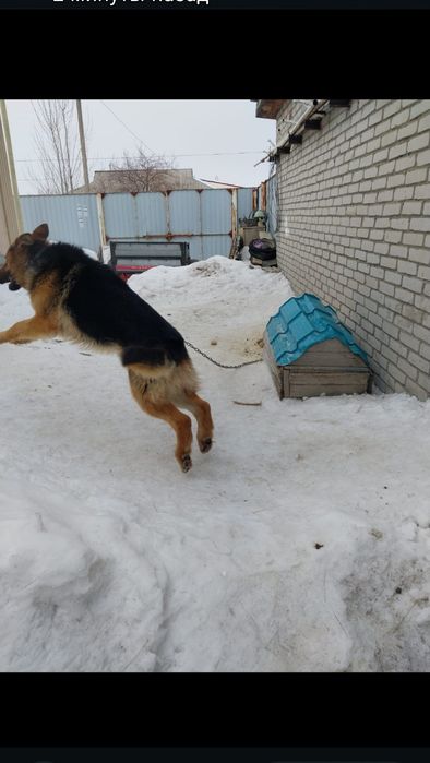 Продам авчарку немецкая