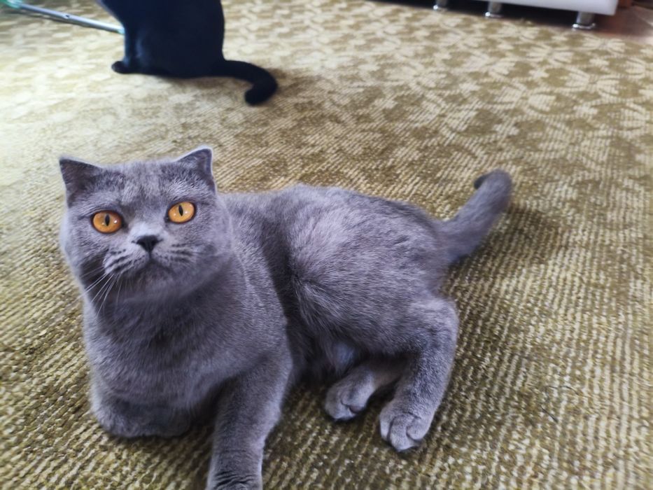 Котята шотландцы веслоухие