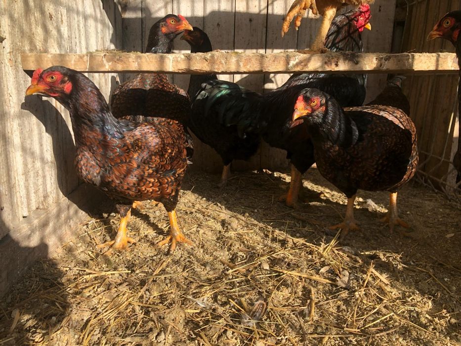 Oua incubator rase mare deosebite