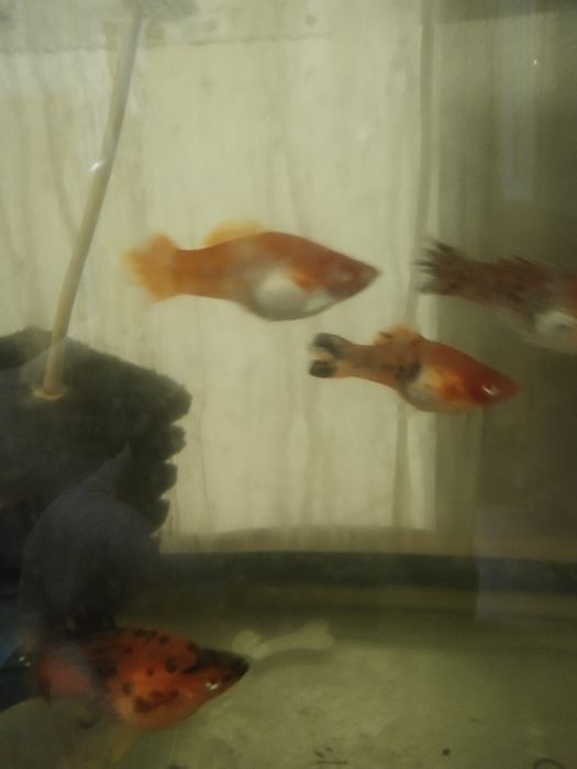 Большие беременные самки