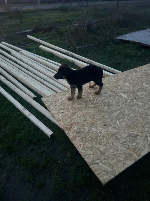 Pui Ciobanesc German