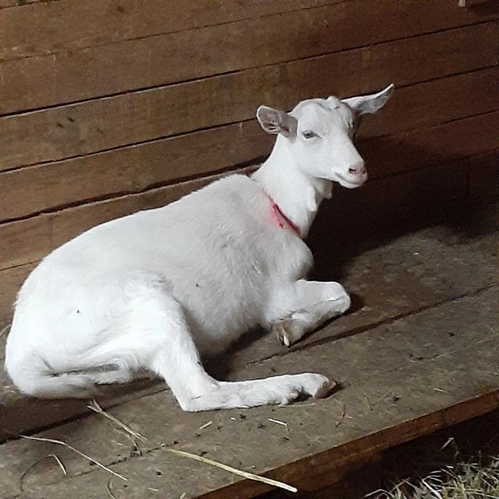 Продам Козье молоко