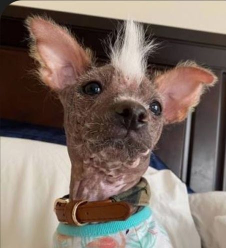 Креативная порода, для дизайнеров