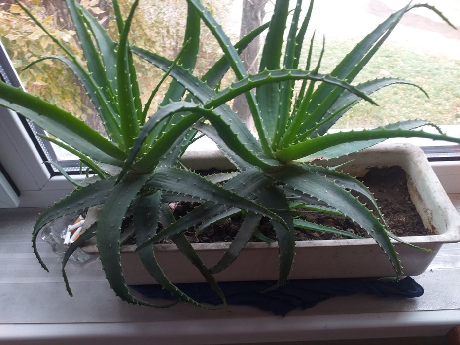 Комнатные растения