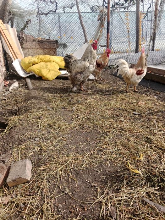 Петух молодняк брама