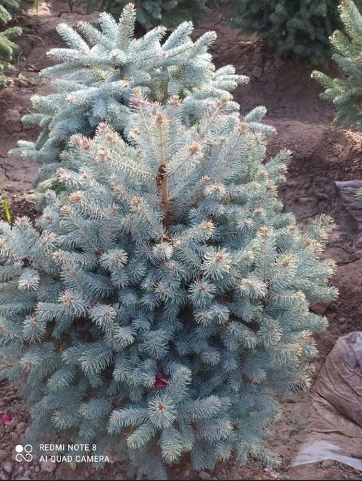 Готовый Рулонный газон по супер цене.