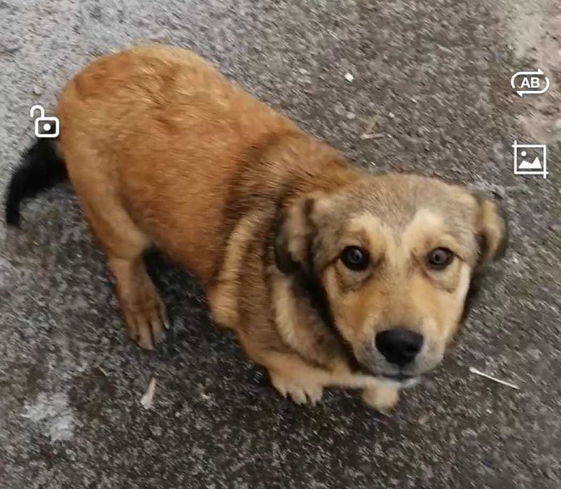 Дарим щенков. Девочки