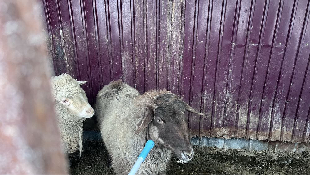 Семиз бордакы кой сатылады