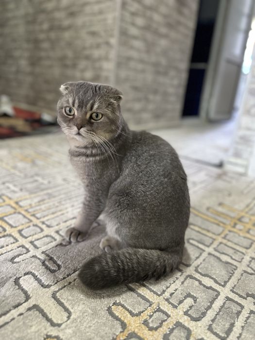 домашняя кошка шотландская вислоухая