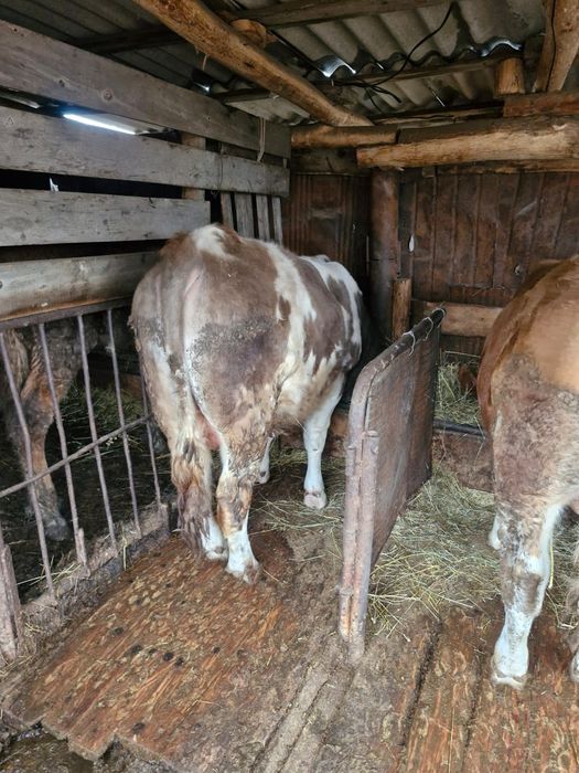 Продам быков откормленные