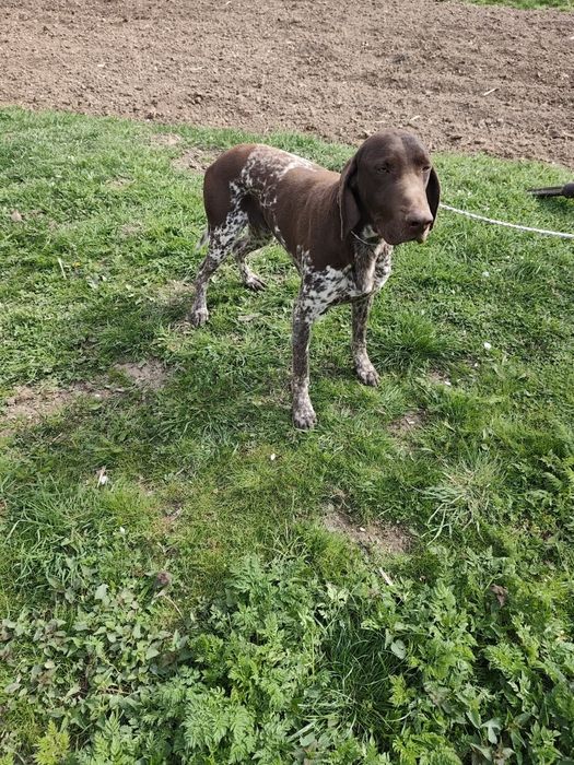 Brac German cu pedigree