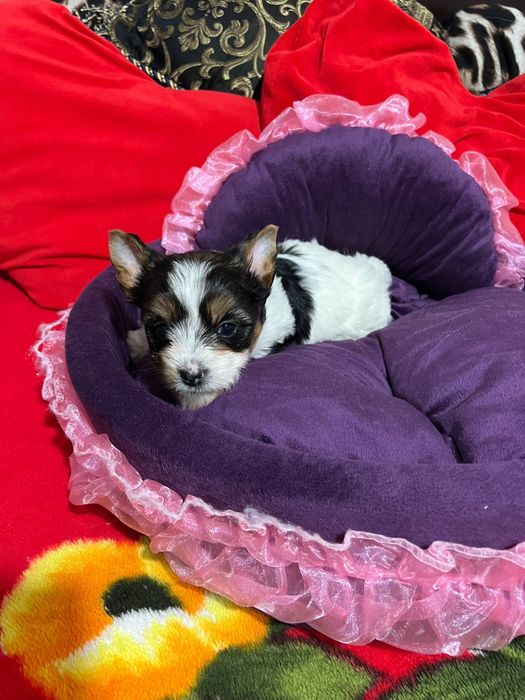 Biewer Yorkshire terrier