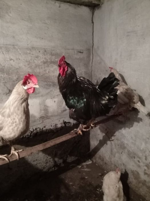 петух успейте купить !!!