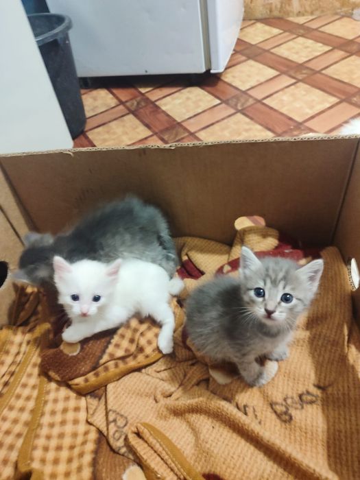 Котятки очень красивые