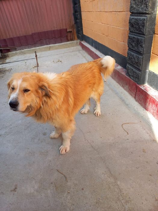 Кавказский овчарка