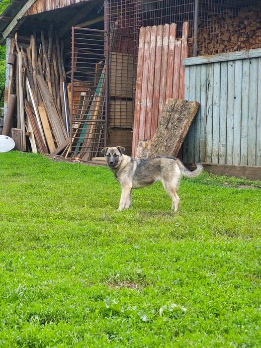 Caini - în căutare de case